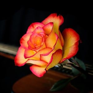 Meet your Posher, Marilisa